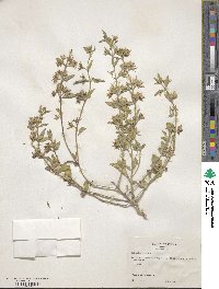 Tetraclea coulteri image