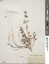 Tetraclea coulteri image