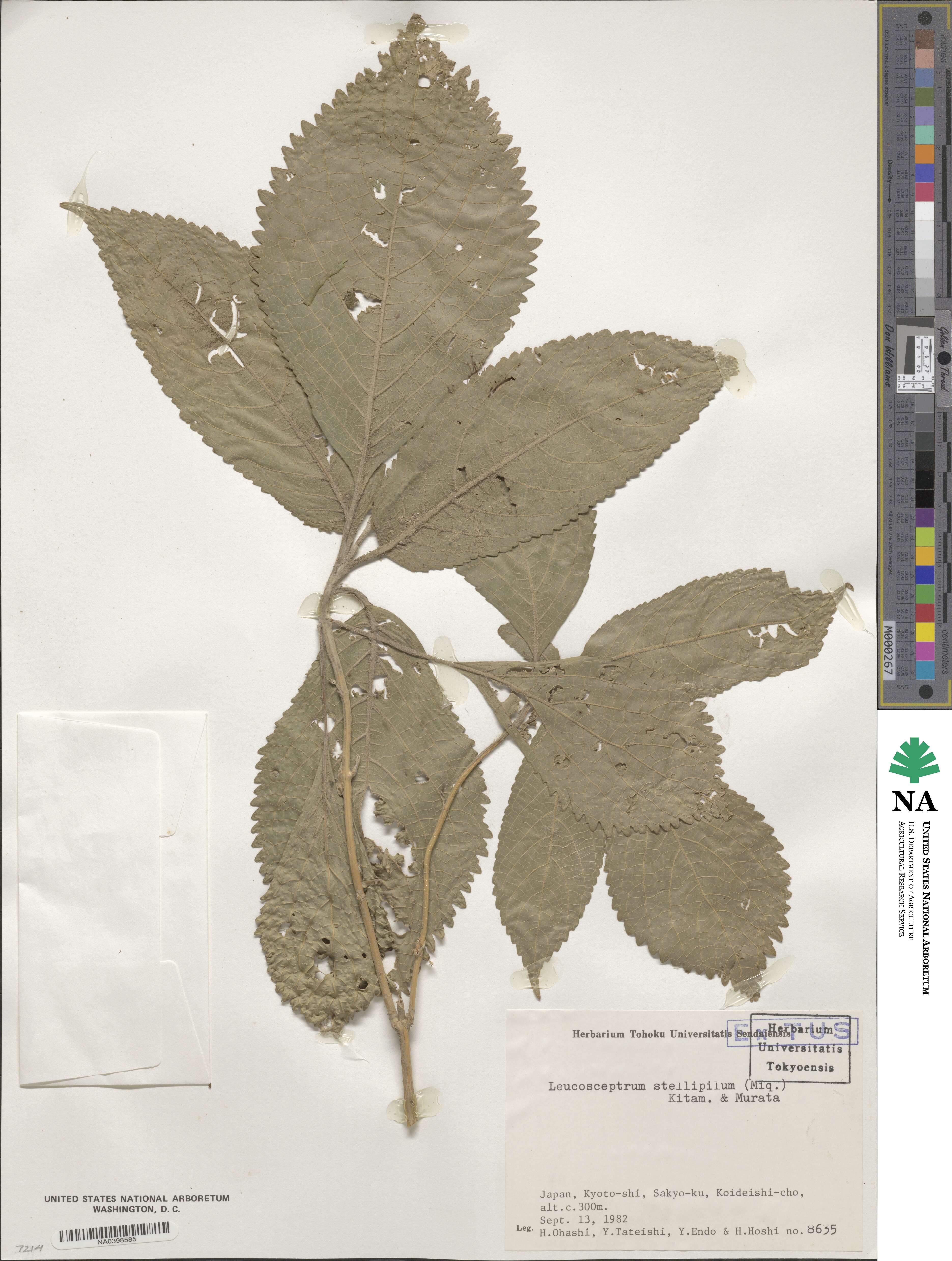Comanthosphace stellipila image