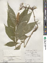 Comanthosphace japonica var. japonica image