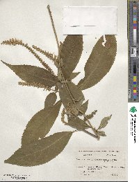 Comanthosphace japonica image