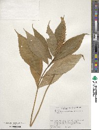 Comanthosphace japonica image