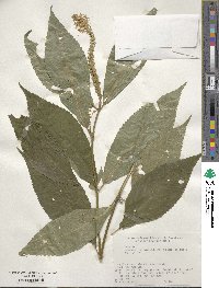 Comanthosphace japonica image