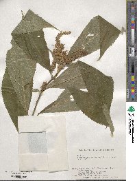 Comanthosphace japonica image