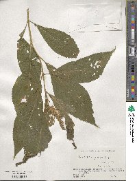 Comanthosphace japonica image