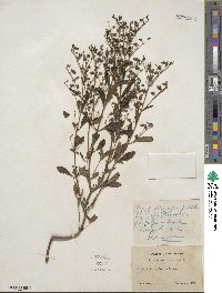 Trichostema dichotomum image