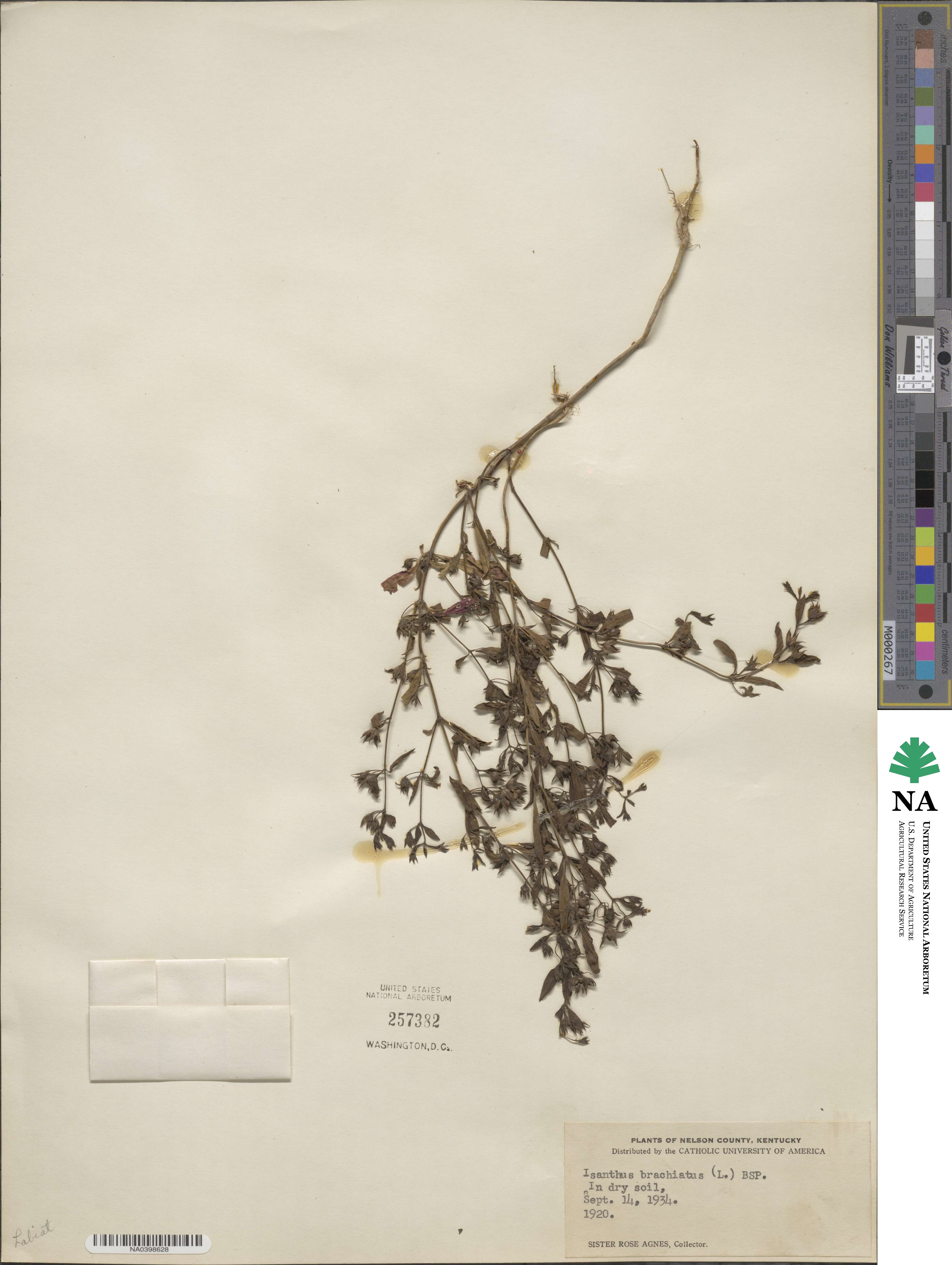 Trichostema brachiatum image