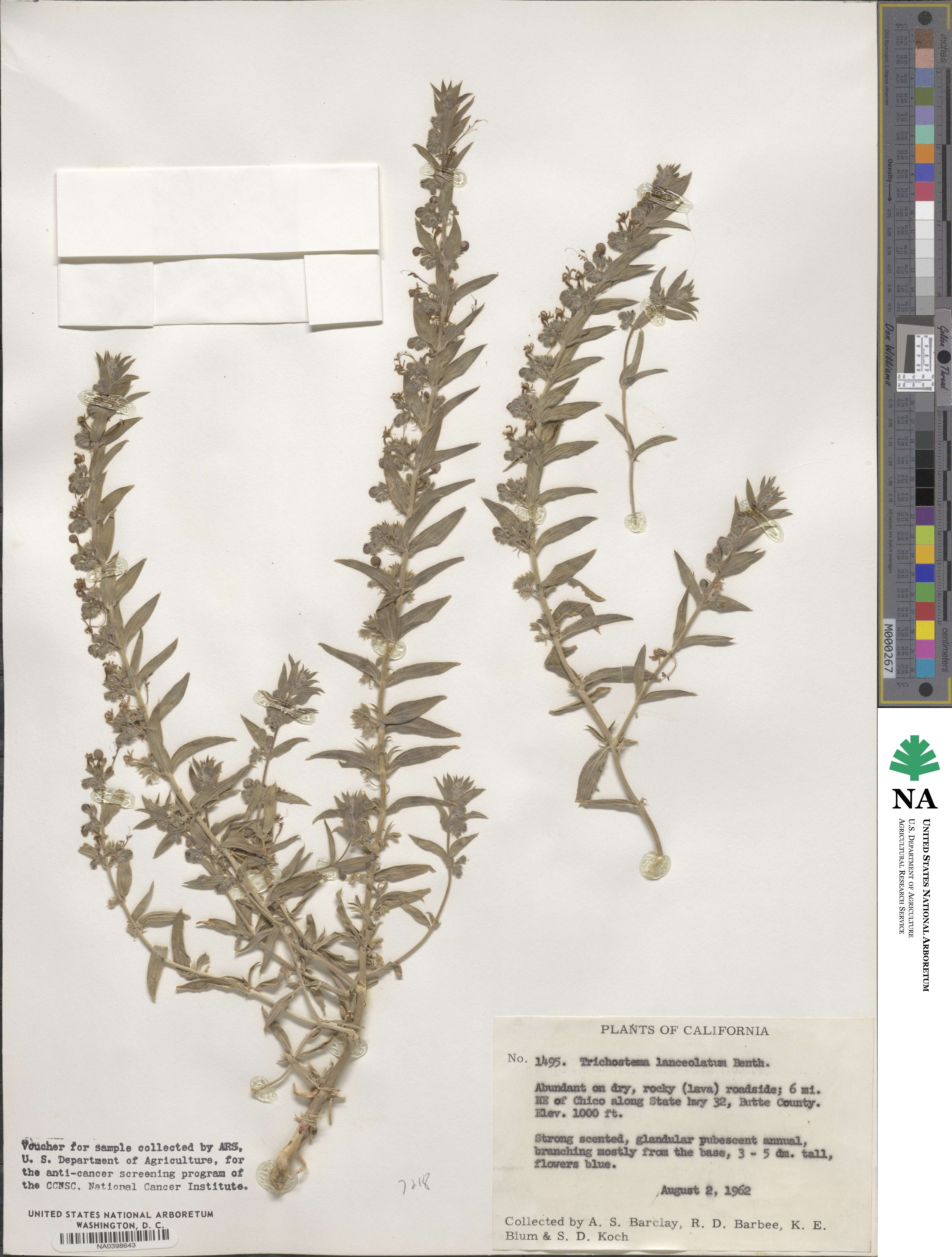 Trichostema lanceolatum image