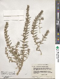 Trichostema lanceolatum image