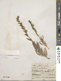 Trichostema lanceolatum image