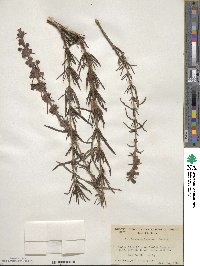 Trichostema lanatum image