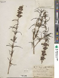 Trichostema lanatum image