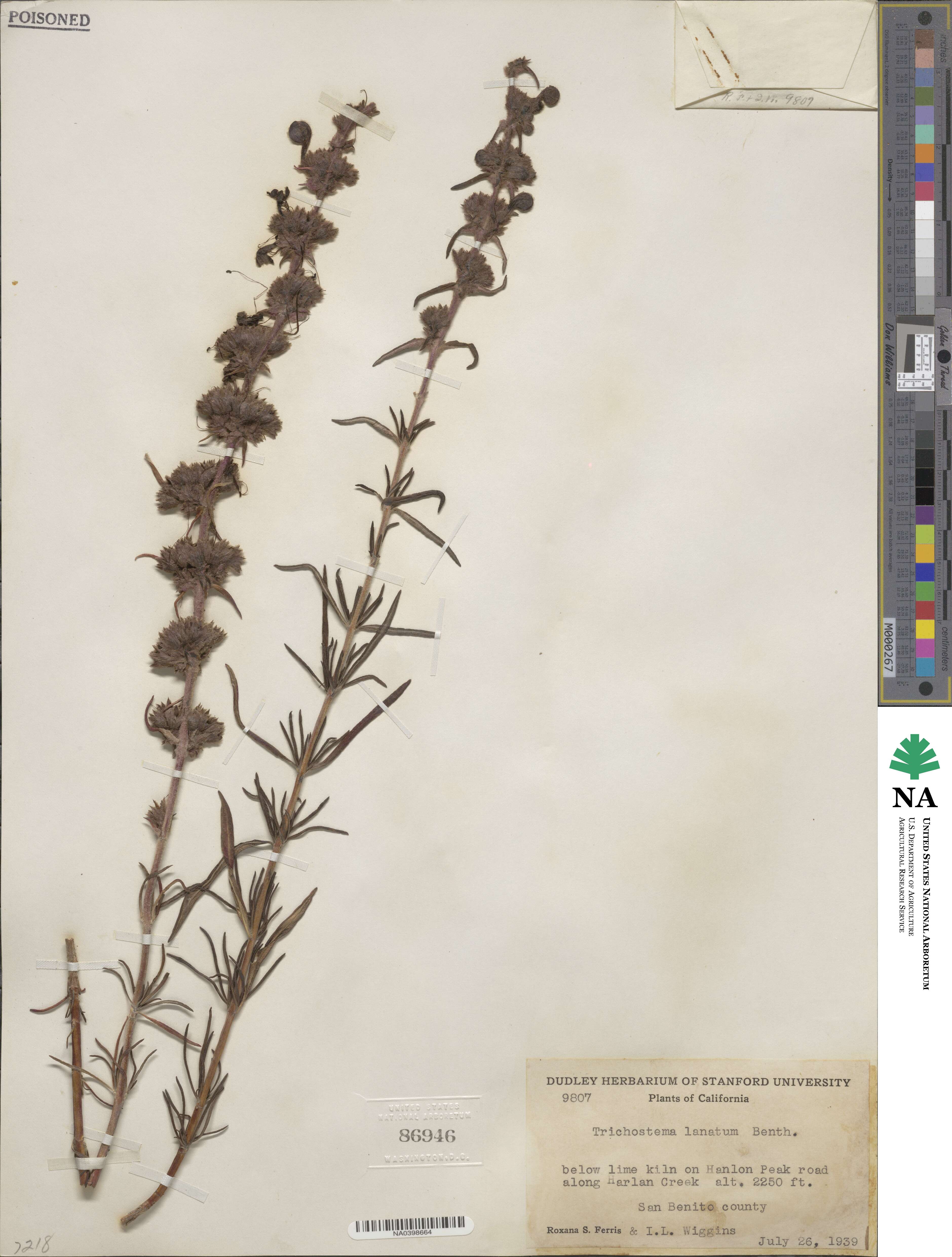 Trichostema lanatum image