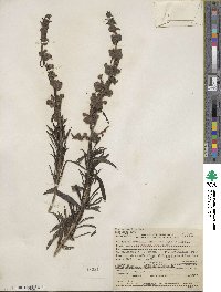 Trichostema lanatum image