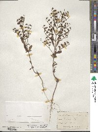 Trichostema dichotomum image