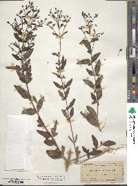 Trichostema dichotomum image