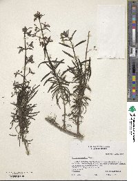 Trichostema parishii image