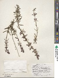 Trichostema parishii image