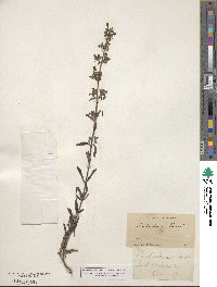 Trichostema parishii image