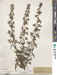 Trichostema parishii image