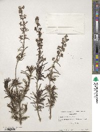 Trichostema parishii image