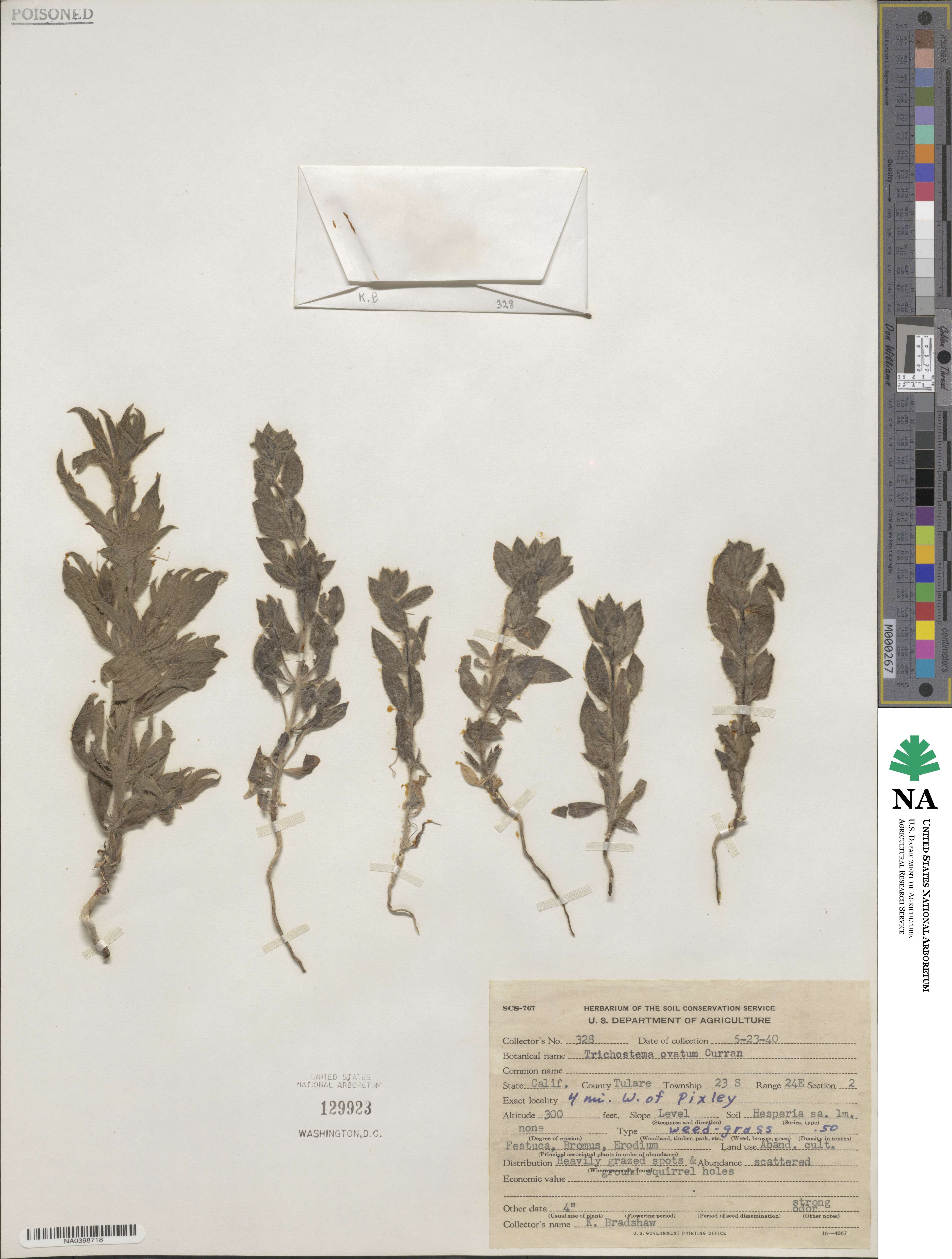 Trichostema image