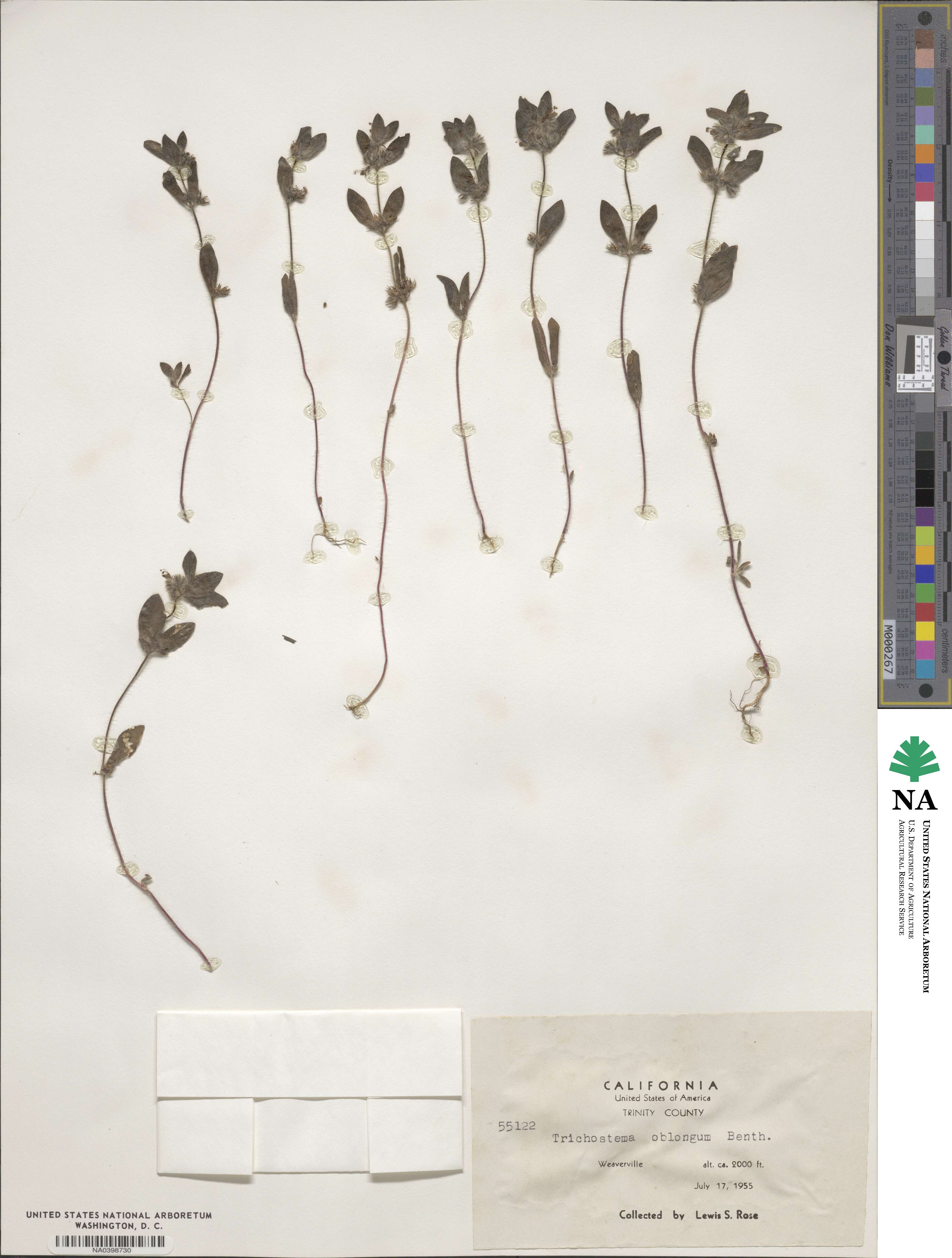 Trichostema oblongum image