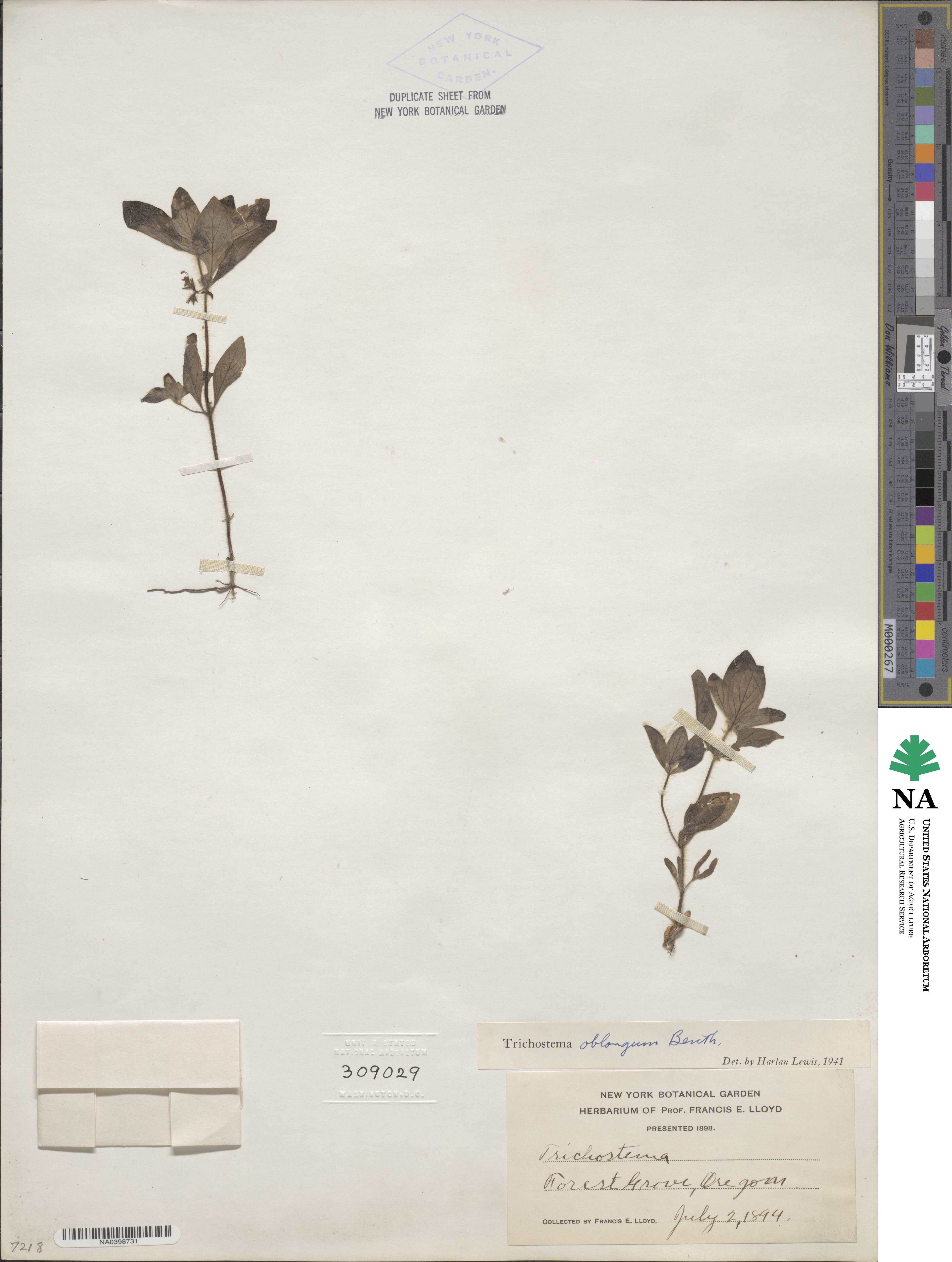 Trichostema oblongum image