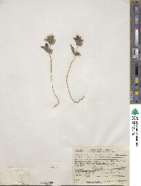 Trichostema oblongum image