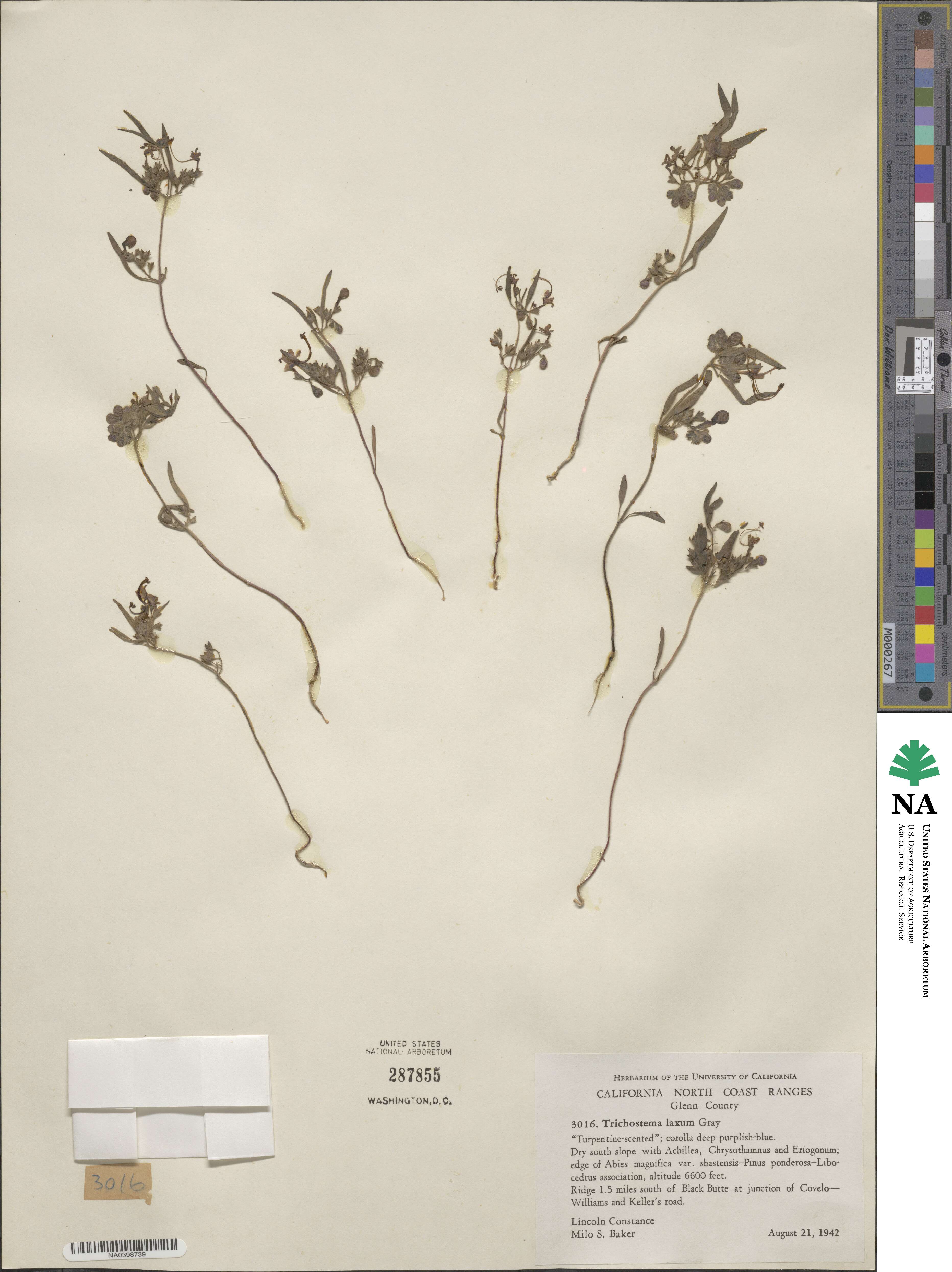 Trichostema laxum image