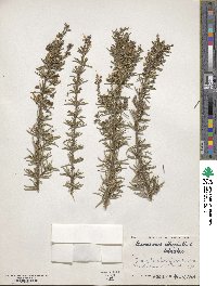 Salvia rosmarinus image