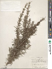 Salvia rosmarinus image