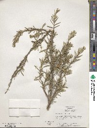 Salvia rosmarinus image