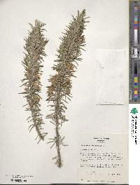 Salvia rosmarinus image