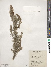 Salvia rosmarinus image