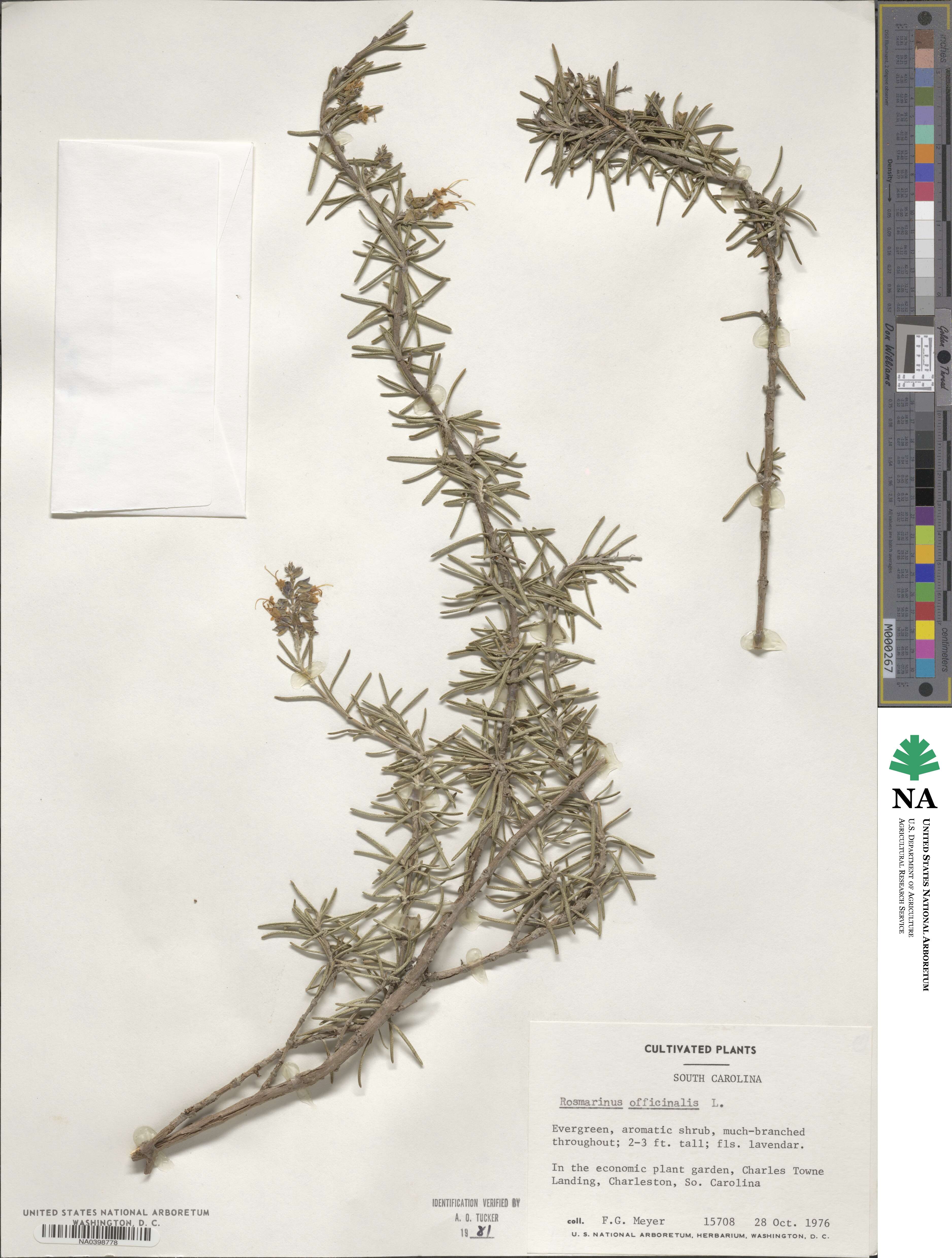 Salvia rosmarinus image
