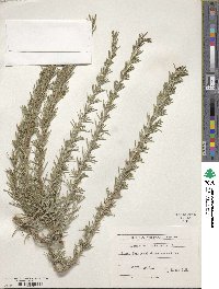 Salvia rosmarinus image