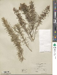 Salvia rosmarinus image