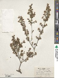 Image of Prostanthera rotundifolia