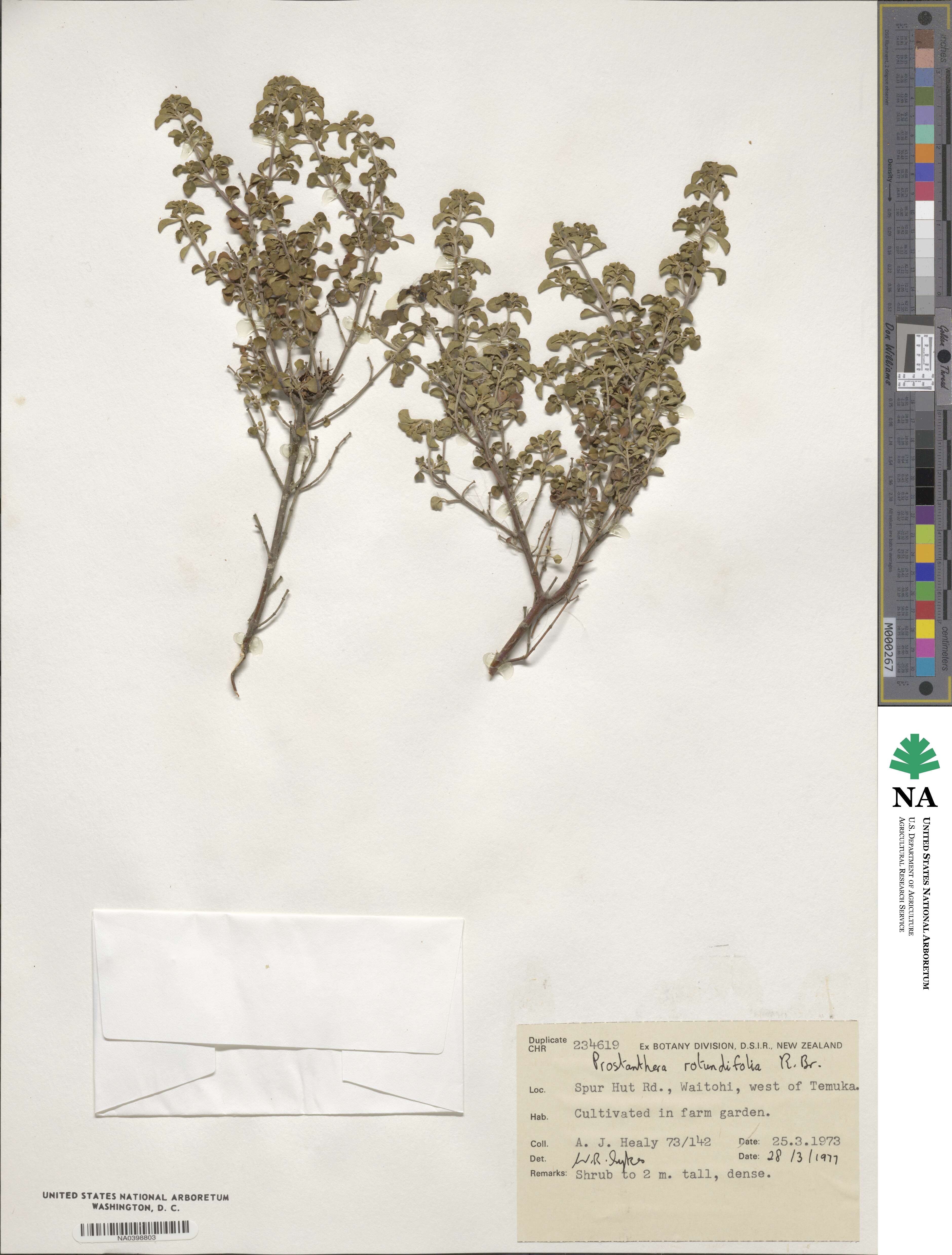 Prostanthera rotundifolia image