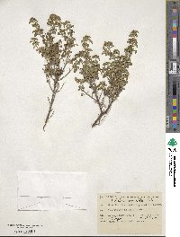 Prostanthera rotundifolia image