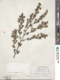 Prostanthera rotundifolia image