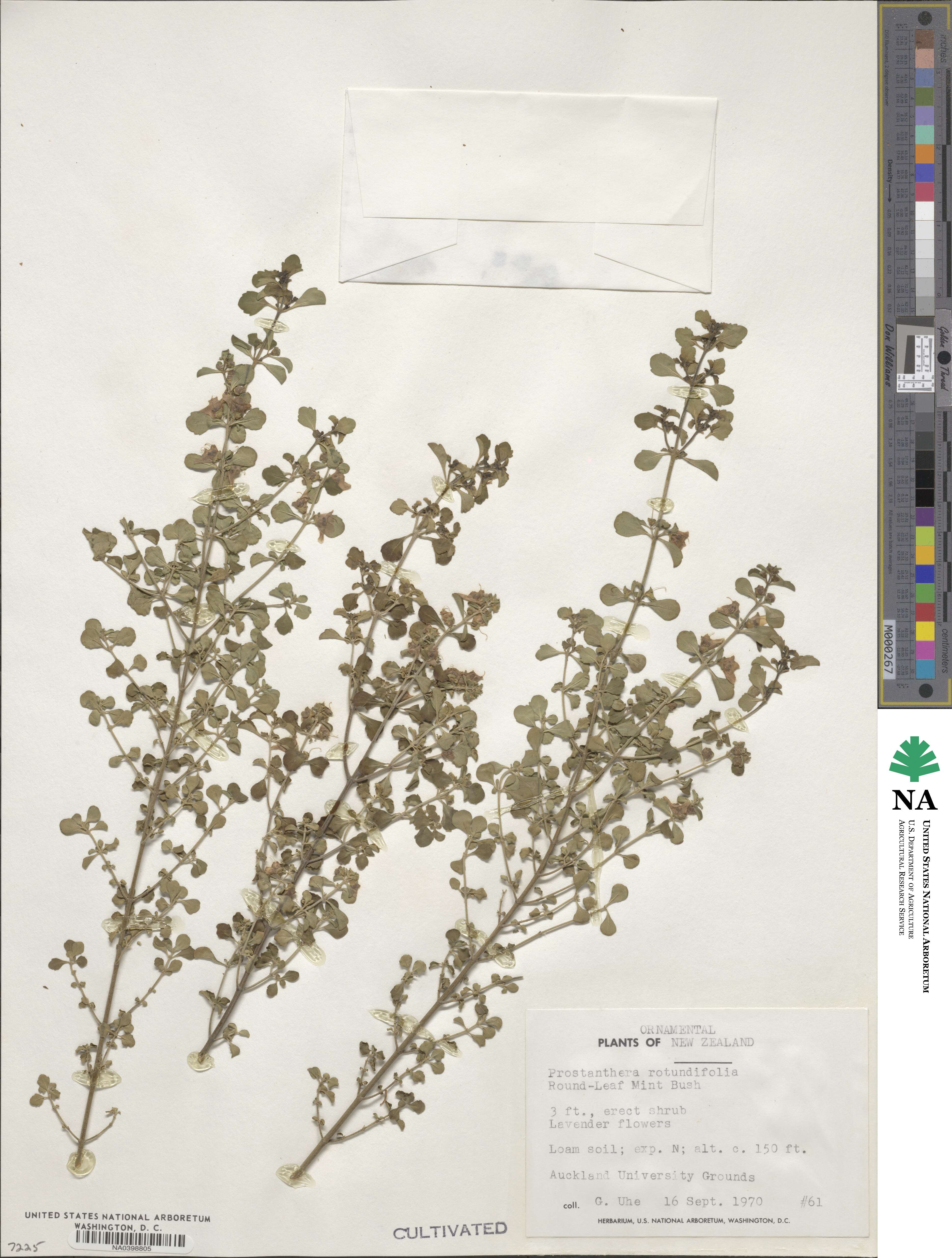 Prostanthera rotundifolia image