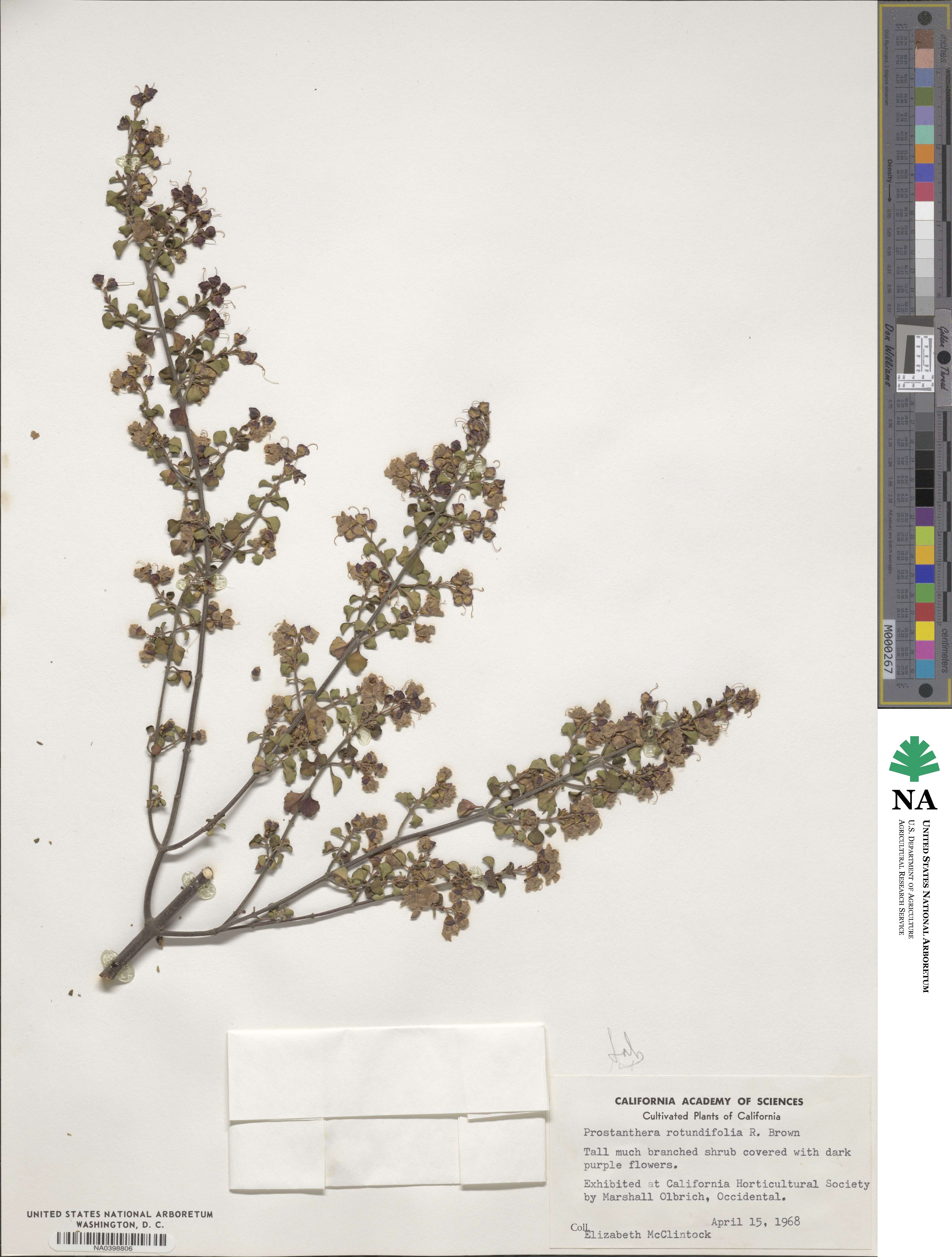 Prostanthera image