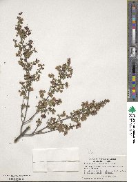 Prostanthera rotundifolia image