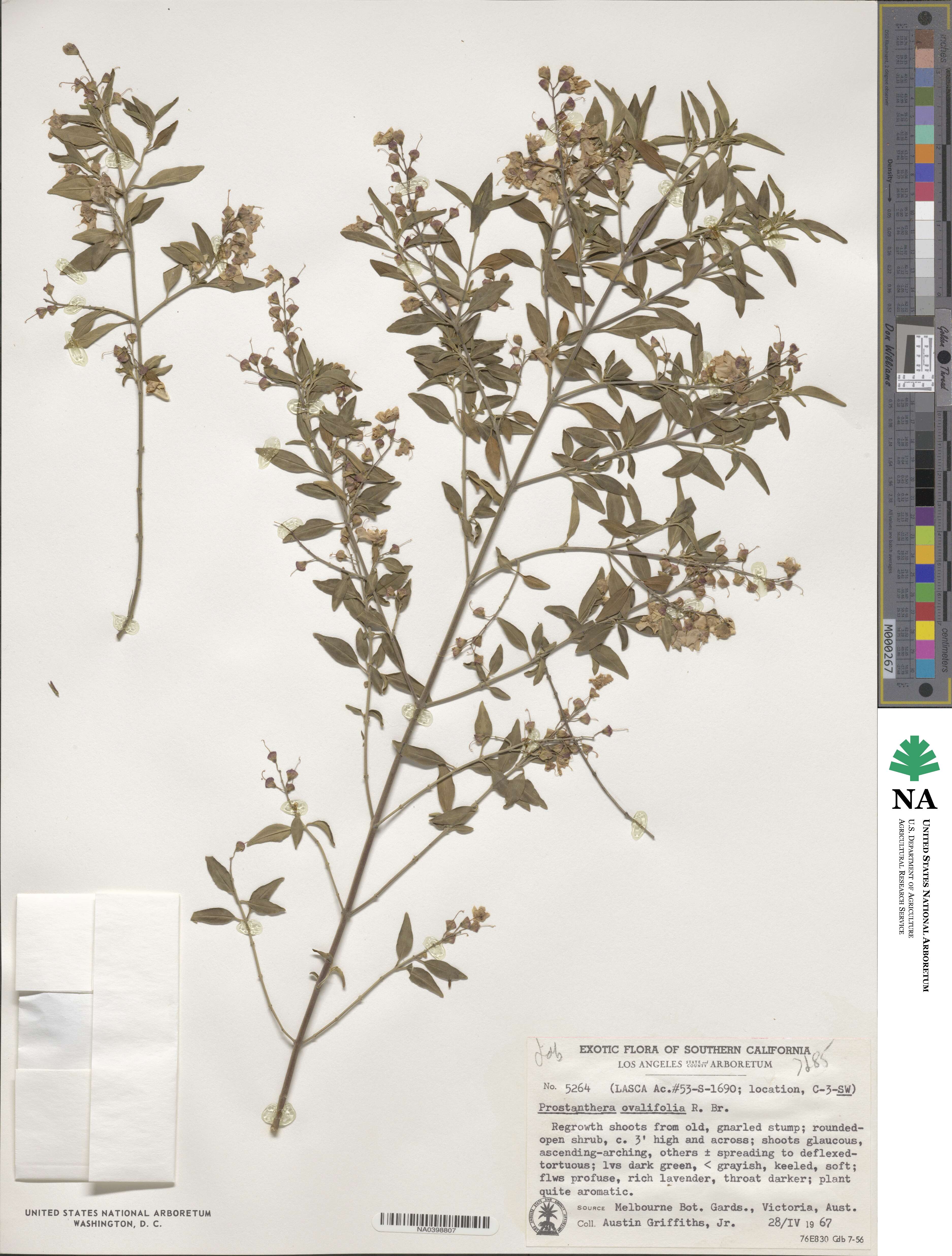 Prostanthera image