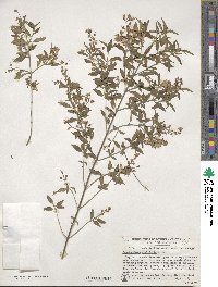 Image of Prostanthera ovalifolia