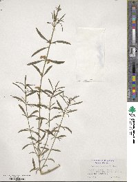 Prostanthera nivea image