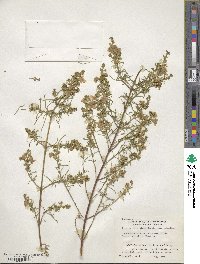 Prostanthera nivea image