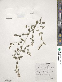 Image of Prostanthera melissifolia